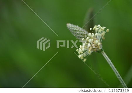 盛開的長葉車前草隨風搖曳 113673859