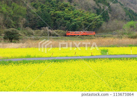 津山線穿過油菜花田 113673864