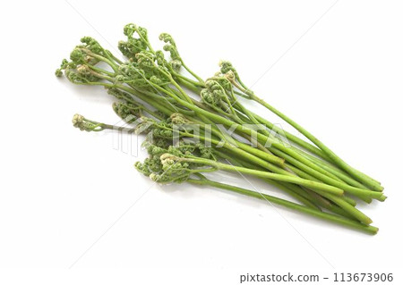 Fresh wild plants, bracken 113673906
