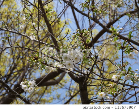 Cherry blossoms are in bloom 113673907