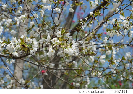 櫻花盛開,紅花在後 櫻花盛開,紅花在後 113673911