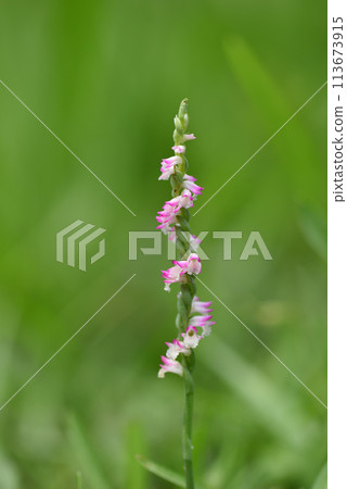 Small spiral-shaped pink ribbon flowers bloom profusely on the grass, also called clear grass. Small spiral-shaped pink ribbon flowers bloom profusely on the grass, also called clear grass. 113673915