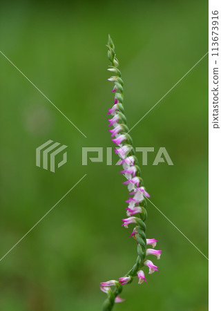 Small spiral-shaped pink ribbon flowers bloom profusely on the grass, also called clear grass. 113673916