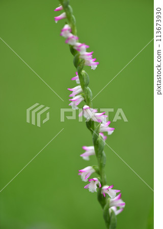 粉紅色的菱形小花在草地上呈螺旋狀綻放，花兒也尖叫得清清楚楚。 113673930