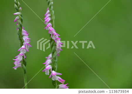 Small spiral-shaped pink ribbon flowers bloom profusely on the grass, also called clear grass. Small spiral-shaped pink ribbon flowers bloom profusely on the grass, also called clear grass. 113673934