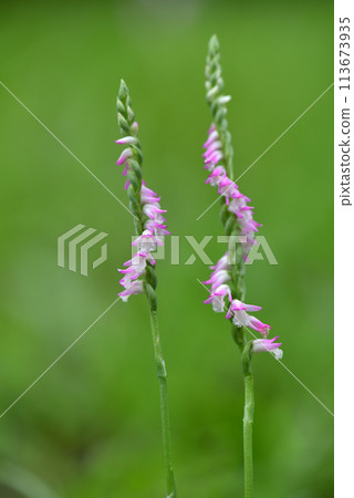 Small spiral-shaped pink ribbon flowers bloom profusely on the grass, also called clear grass. 113673935