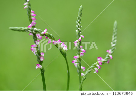 粉紅色的菱形小花在草地上呈螺旋狀綻放，花兒也尖叫得清清楚楚。 113673946