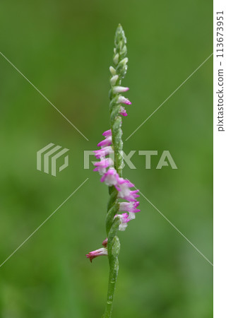 粉紅色的菱形小花在草地上呈螺旋狀綻放，花兒也尖叫得清清楚楚。 113673951