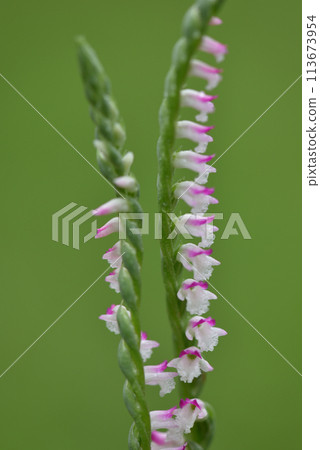Small spiral-shaped pink ribbon flowers bloom profusely on the grass, also called clear grass. 113673954