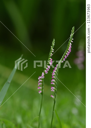 Small spiral-shaped pink ribbon flowers bloom profusely on the grass, also called clear grass. Small spiral-shaped pink ribbon flowers bloom profusely on the grass, also called clear grass. 113673963
