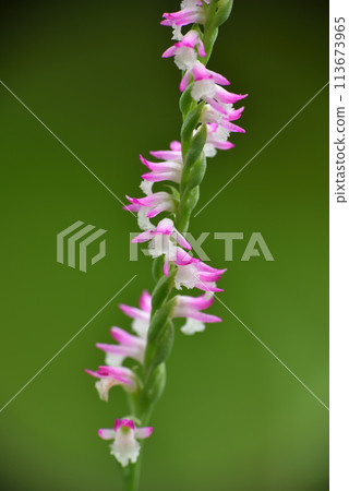 Small spiral-shaped pink ribbon flowers bloom profusely on the grass, also called clear grass. 113673965