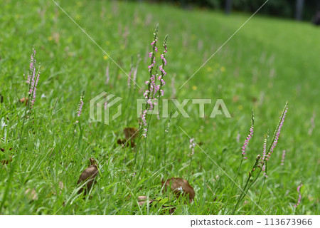 Small spiral-shaped pink ribbon flowers bloom profusely on the grass, also called clear grass. 113673966