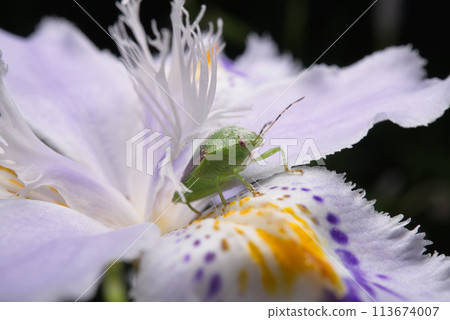 Shiga and bug Shiga and bug 113674007