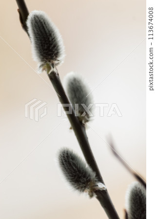 Willow branch with catkins on blurred background. Shallow depth of field Willow branch with catkins on blurred background. Shallow depth of field 113674008