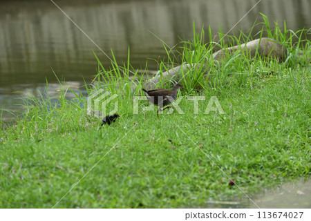 公園濕地沼澤裡覓食的紅冠水雞亞種成鳥 公園濕地沼澤裡覓食的紅冠水雞亞種成鳥 113674027