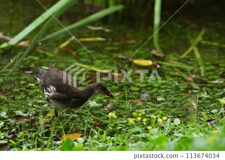 公園濕地沼澤裡覓食的紅冠水雞亞種成鳥 公園濕地沼澤裡覓食的紅冠水雞亞種成鳥 113674034