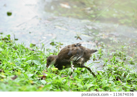 公園濕地沼澤裡覓食的紅冠水雞亞種成鳥 113674036