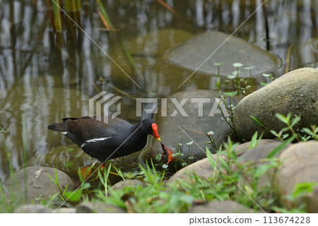 Red-crowned waterfowl bird feeding in wetland marsh Red-crowned waterfowl bird feeding in wetland marsh 113674228
