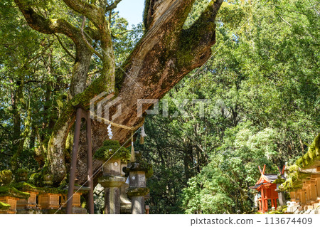奈良縣春日大社若宮神社的古樹若宮樟 奈良縣春日大社若宮神社的古樹若宮樟 113674409