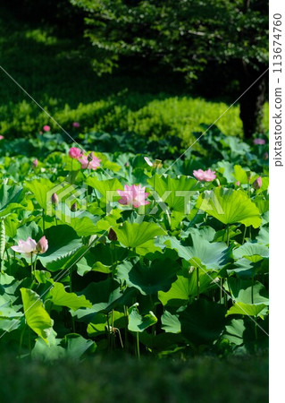 蓮花 蓮花 113674760