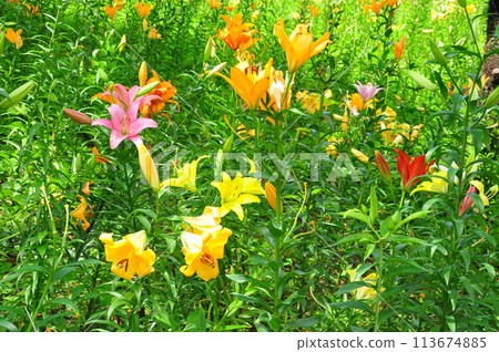 Lily flower Lily flower 113674885