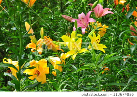 Lily flower Lily flower 113674886