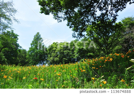 百合花 百合花 113674888