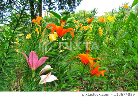 百合花 百合花 113674889
