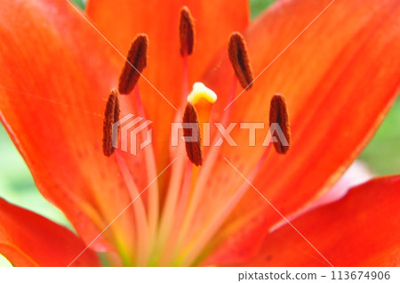 Lily flower Lily flower 113674906