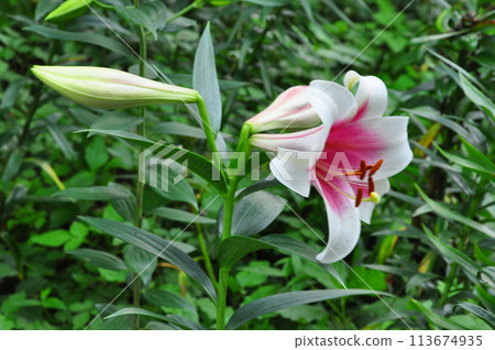 Lily flower Lily flower 113674935