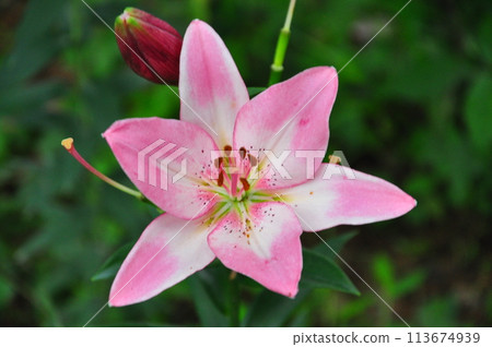 百合花 百合花 113674939