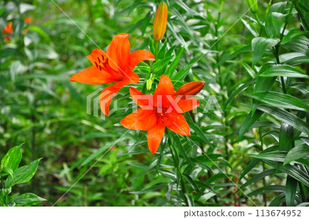 Lily flower Lily flower 113674952