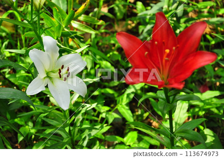 Lily flower Lily flower 113674973