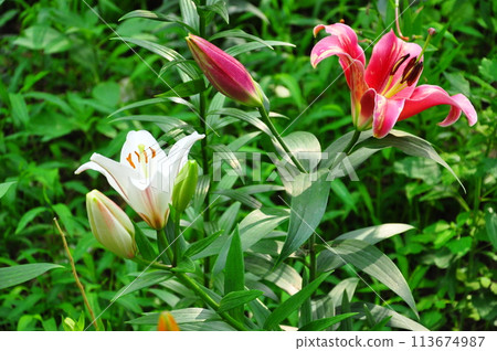 Lily flower Lily flower 113674987