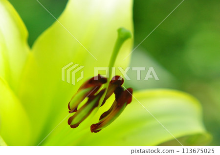 Lily flower Lily flower 113675025