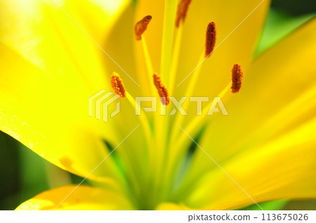 Lily flower Lily flower 113675026