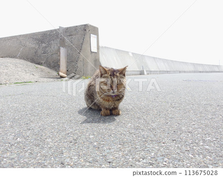 Cat in Aoshima 113675028