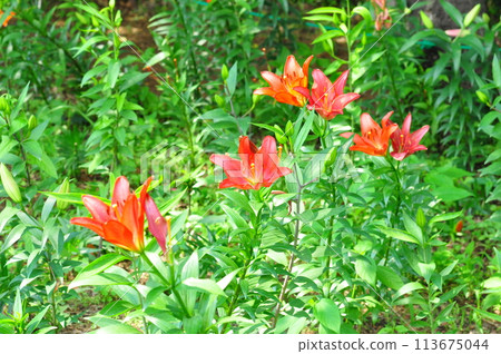 Lily flower Lily flower 113675044