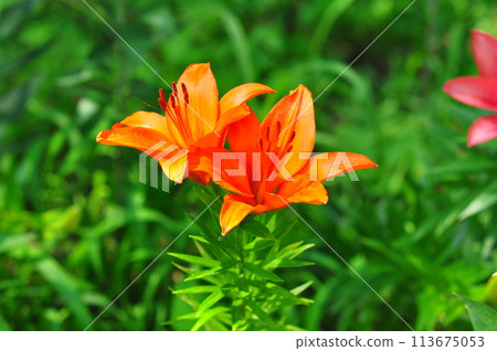 Lily flower Lily flower 113675053