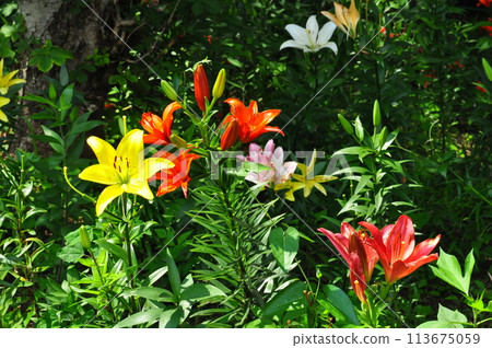 Lily flower Lily flower 113675059