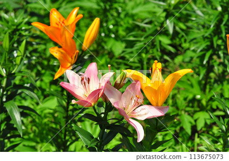 Lily flower Lily flower 113675073