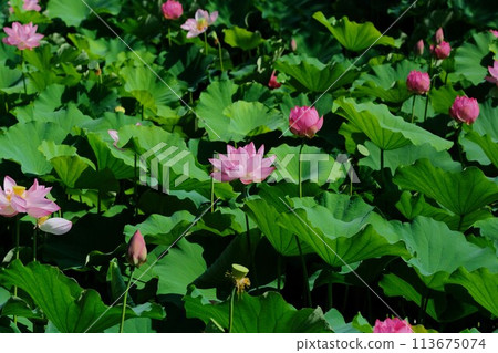 Lotus flower Lotus flower 113675074
