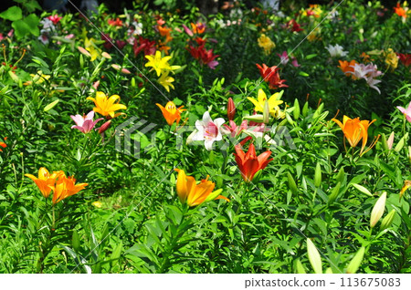 Lily flower 113675083