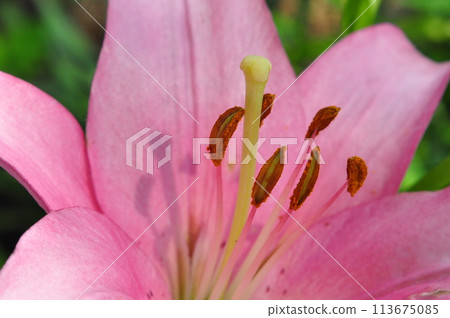 Lily flower Lily flower 113675085
