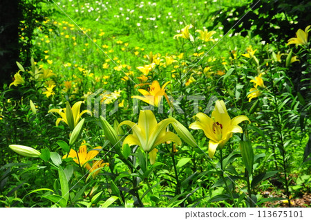 百合花 百合花 113675101