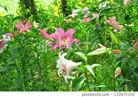 百合花 百合花 113675102