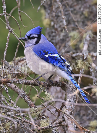 Blue jay perching on a fir tree in the forest on a green background Blue jay perching on a fir tree in the forest on a green background 113675109