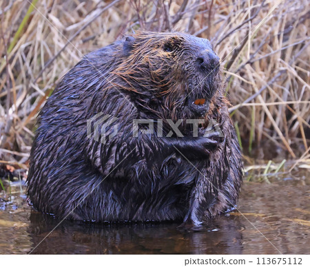 A close up portrait view of an North American beaver standing up on the lake A close up portrait view of an North American beaver standing up on the lake 113675112