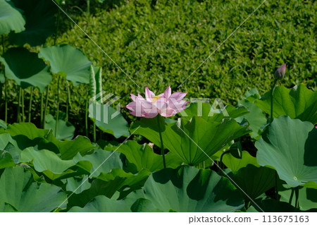 蓮花 113675163