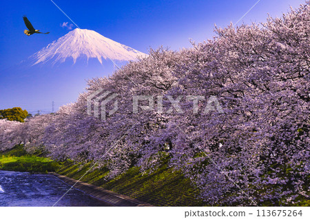 富士市龍權淵和富士山的櫻花盛開 113675264